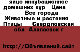 яйцо инкубационное домашних кур › Цена ­ 25 - Все города Животные и растения » Птицы   . Свердловская обл.,Алапаевск г.